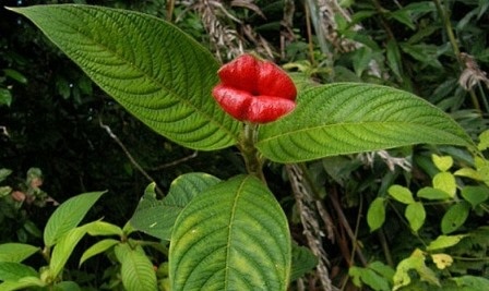 Loài hoa có tên “đôi môi gái gọi” - 8 An Tử